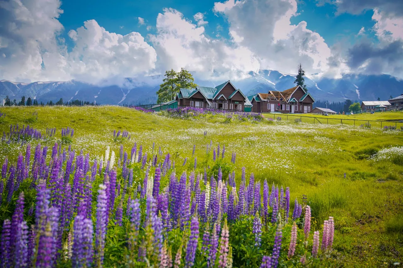 Mountain meadows